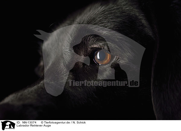 Labrador Retriever Auge / Labrador Retriever eye / NN-13074