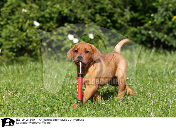 Labrador Retriever Welpe / Labrador Retriever Puppy / JH-21890