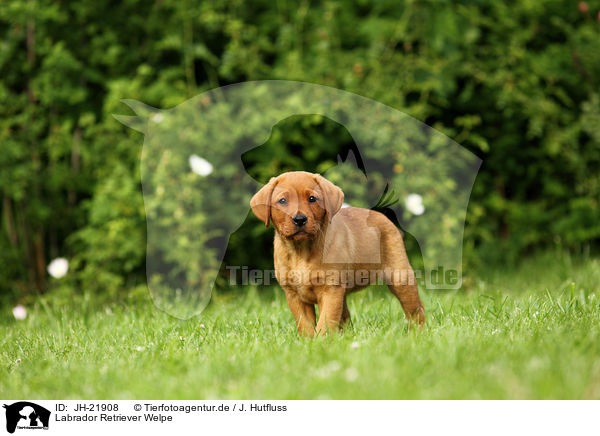 Labrador Retriever Welpe / Labrador Retriever Puppy / JH-21908