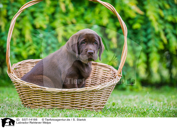 Labrador Retriever Welpe / Labrador Retriever Puppy / SST-14166