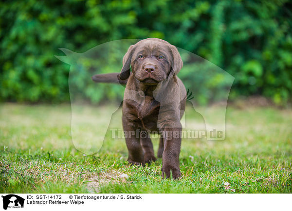 Labrador Retriever Welpe / Labrador Retriever Puppy / SST-14172