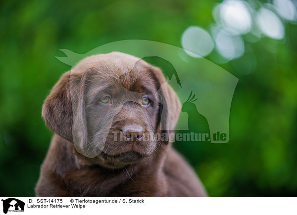 Labrador Retriever Welpe / Labrador Retriever Puppy / SST-14175