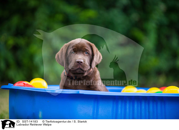 Labrador Retriever Welpe / Labrador Retriever Puppy / SST-14183