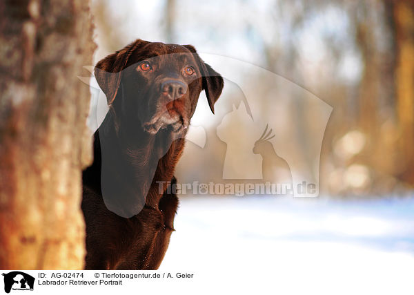 Labrador Retriever Portrait / AG-02474