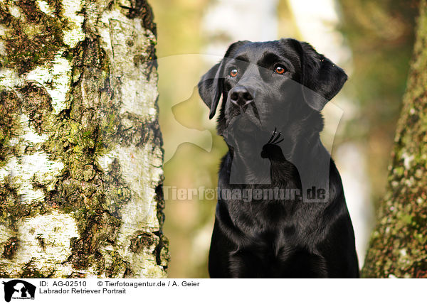 Labrador Retriever Portrait / AG-02510