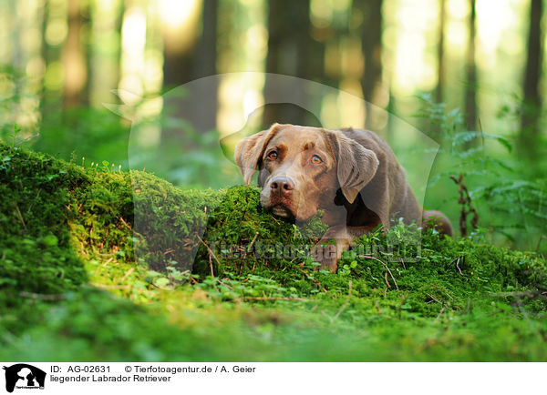 liegender Labrador Retriever / lying Labrador Retriever / AG-02631