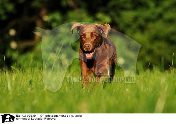 rennender Labrador Retriever / running Labrador Retriever / AG-02639