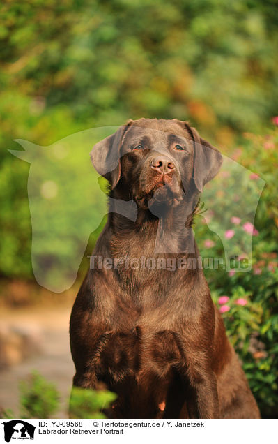 Labrador Retriever Portrait / YJ-09568