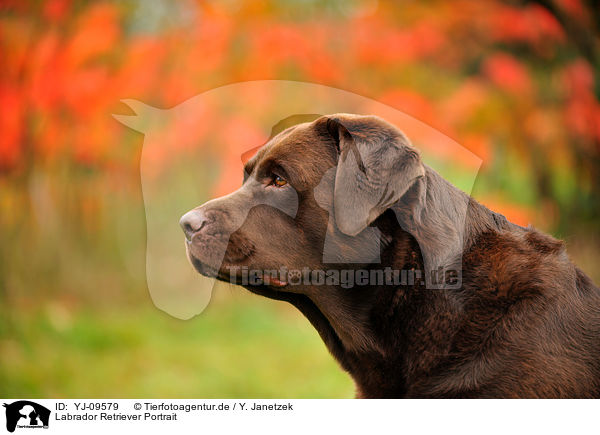 Labrador Retriever Portrait / YJ-09579