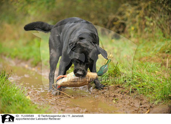 apportierender Labrador Retriever / retrieving Labrador Retriever / YJ-09589