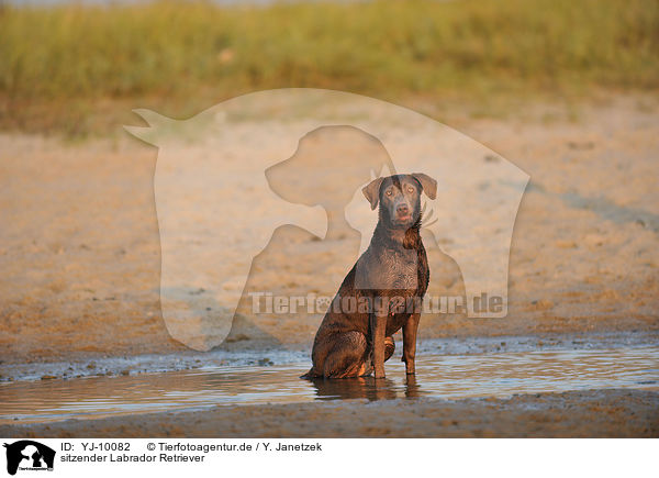 sitzender Labrador Retriever / sitting Labrador Retriever / YJ-10082