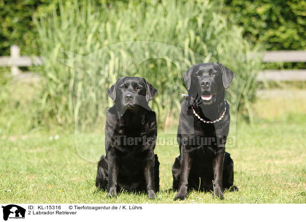2 Labrador Retriever / 2 Labrador Retriever / KL-15316