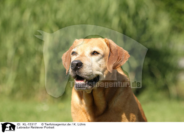 Labrador Retriever Portrait / Labrador Retriever Portrait / KL-15317