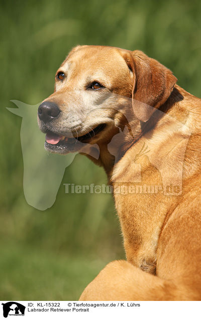 Labrador Retriever Portrait / Labrador Retriever Portrait / KL-15322