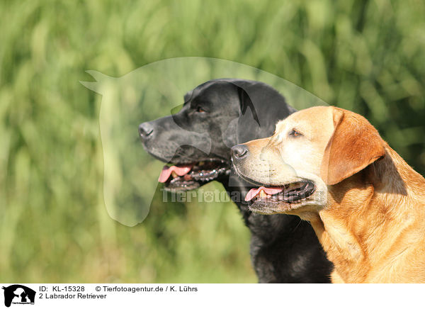 2 Labrador Retriever / 2 Labrador Retriever / KL-15328