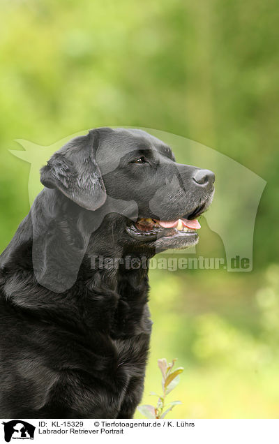 Labrador Retriever Portrait / Labrador Retriever Portrait / KL-15329