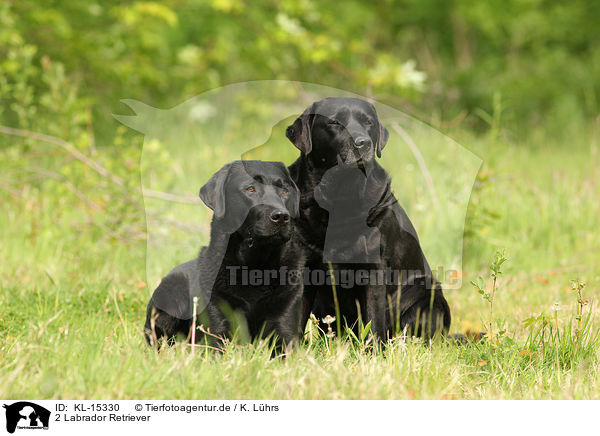 2 Labrador Retriever / 2 Labrador Retriever / KL-15330