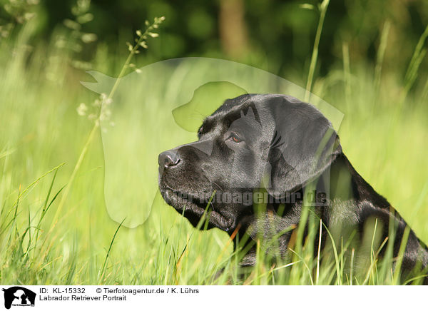 Labrador Retriever Portrait / Labrador Retriever Portrait / KL-15332
