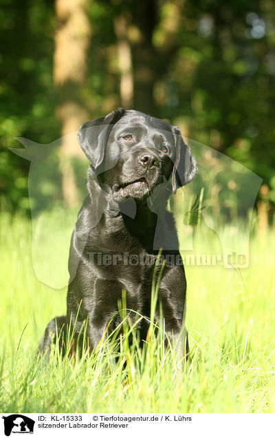 sitzender Labrador Retriever / sitting Labrador Retriever / KL-15333