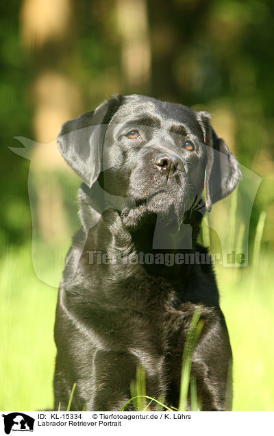 Labrador Retriever Portrait / Labrador Retriever Portrait / KL-15334