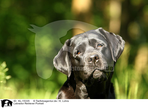Labrador Retriever Portrait / Labrador Retriever Portrait / KL-15335