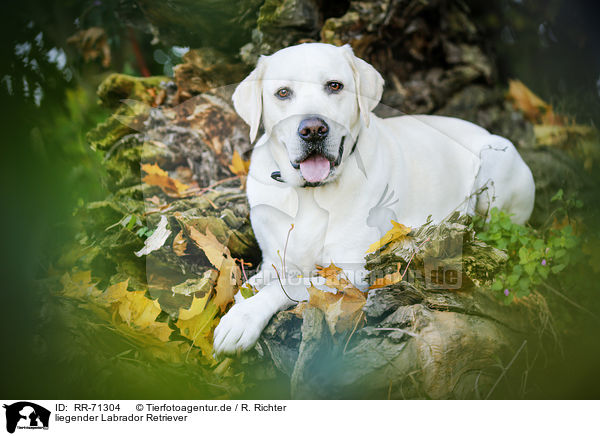 liegender Labrador Retriever / lying Labrador Retriever / RR-71304