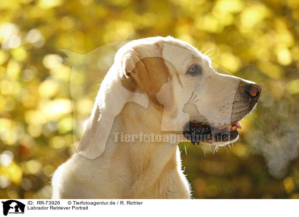 Labrador Retriever Portrait / Labrador Retriever Portrait / RR-73926