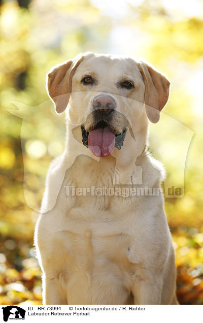 Labrador Retriever Portrait / Labrador Retriever Portrait / RR-73994