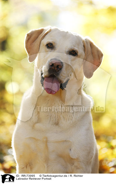 Labrador Retriever Portrait / RR-73995
