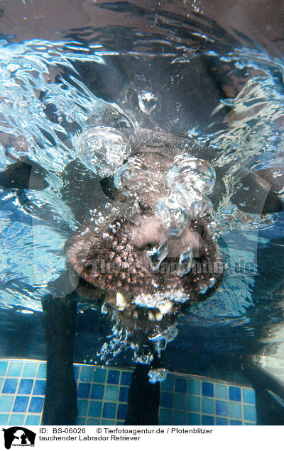 tauchender Labrador Retriever / diving Labrador Retriever / BS-06026