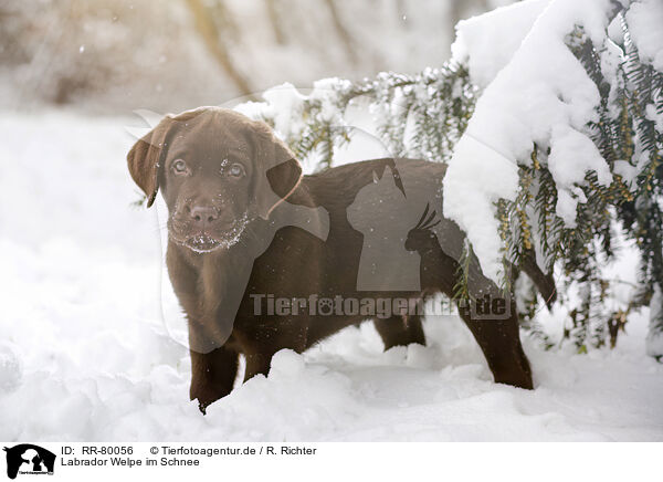 Labrador Welpe im Schnee / RR-80056