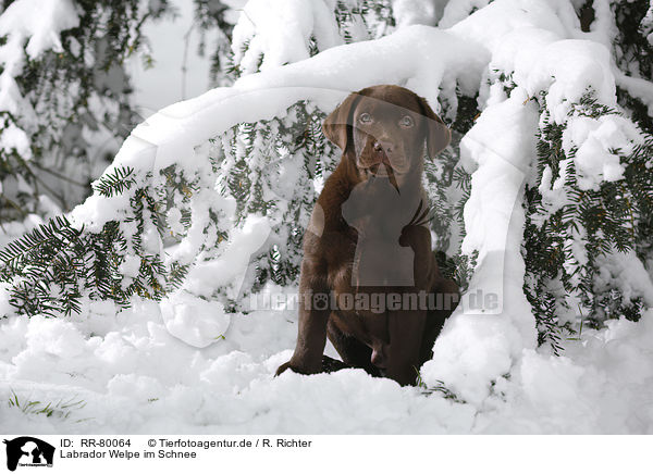 Labrador Welpe im Schnee / Labrador Puppy in snow / RR-80064