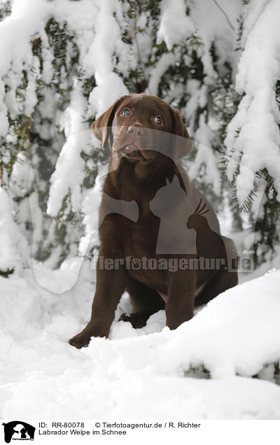 Labrador Welpe im Schnee / Labrador Puppy in snow / RR-80078
