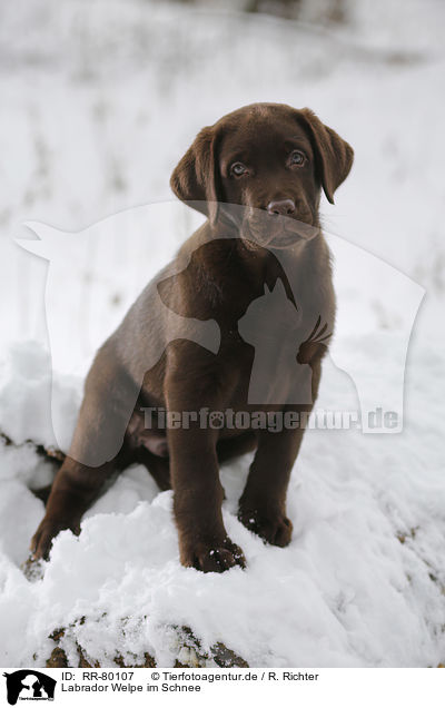 Labrador Welpe im Schnee / Labrador Puppy in snow / RR-80107
