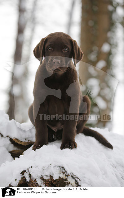 Labrador Welpe im Schnee / Labrador Puppy in snow / RR-80108