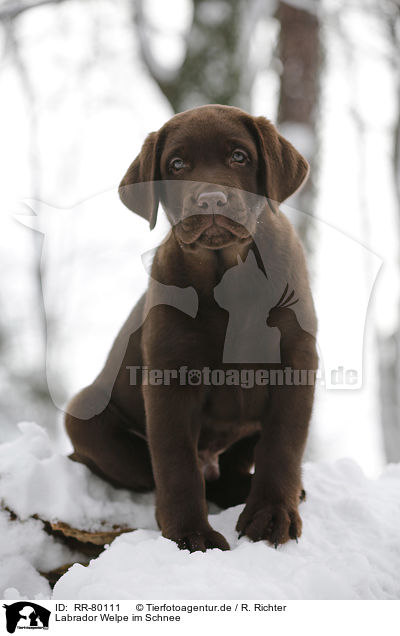 Labrador Welpe im Schnee / Labrador Puppy in snow / RR-80111