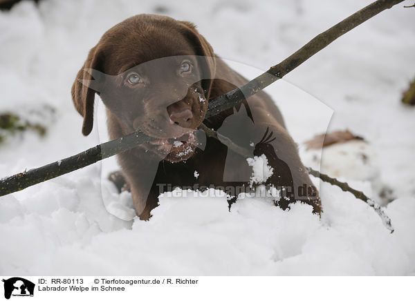Labrador Welpe im Schnee / Labrador Puppy in snow / RR-80113