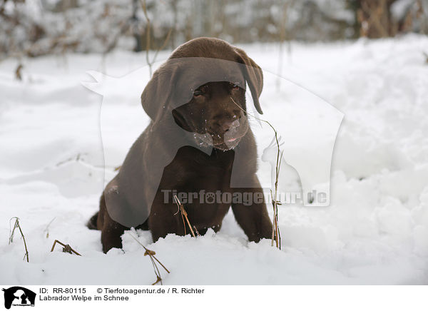 Labrador Welpe im Schnee / Labrador Puppy in snow / RR-80115