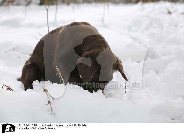 Labrador Welpe im Schnee / Labrador Puppy in snow / RR-80116