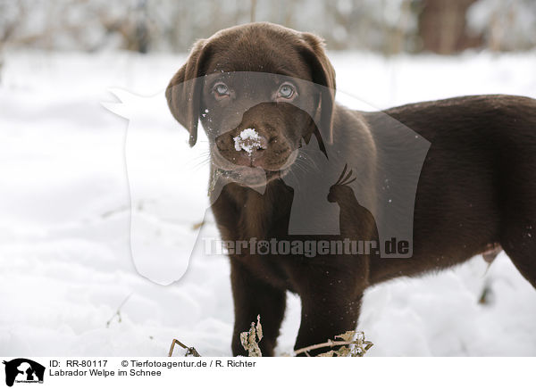 Labrador Welpe im Schnee / Labrador Puppy in snow / RR-80117