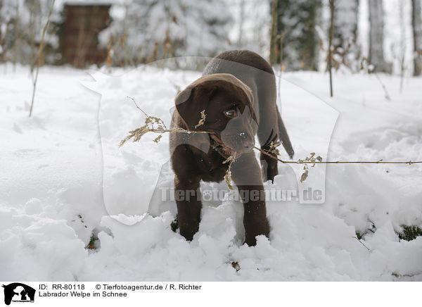Labrador Welpe im Schnee / Labrador Puppy in snow / RR-80118