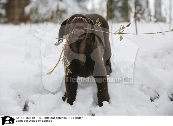 Labrador Welpe im Schnee / Labrador Puppy in snow / RR-80119