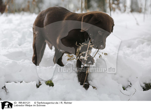Labrador Welpe im Schnee / Labrador Puppy in snow / RR-80121