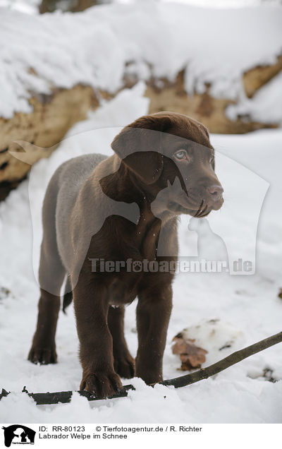 Labrador Welpe im Schnee / Labrador Puppy in snow / RR-80123