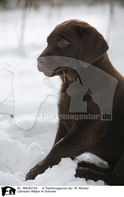 Labrador Welpe im Schnee / Labrador Puppy in snow / RR-80125