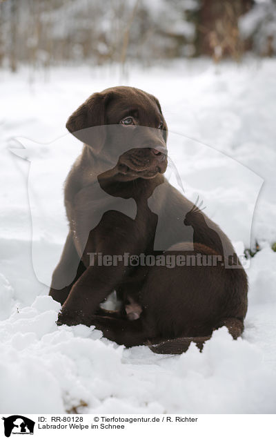 Labrador Welpe im Schnee / Labrador Puppy in snow / RR-80128