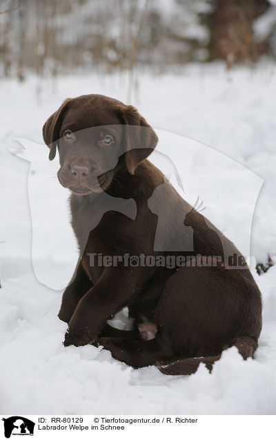 Labrador Welpe im Schnee / Labrador Puppy in snow / RR-80129