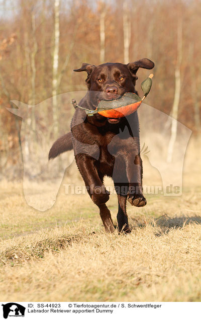 Labrador Retriever apportiert Dummy / Labrador Retriever retrieves dymmy / SS-44923