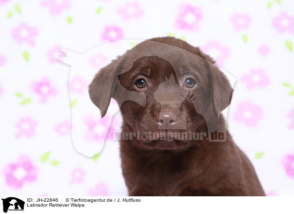 Labrador Retriever Welpe / Labrador Retriever Puppy / JH-22846