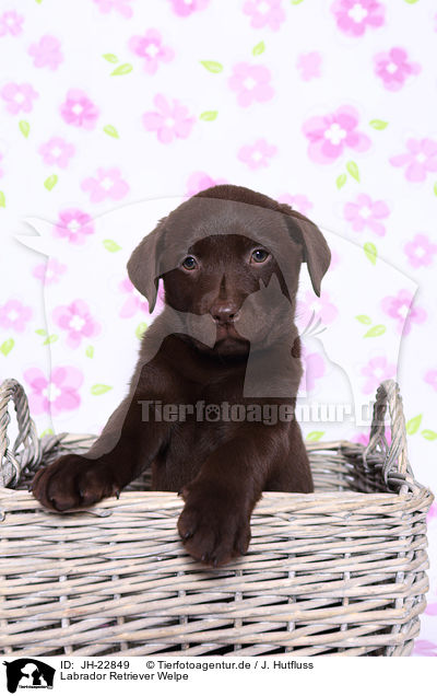 Labrador Retriever Welpe / Labrador Retriever Puppy / JH-22849